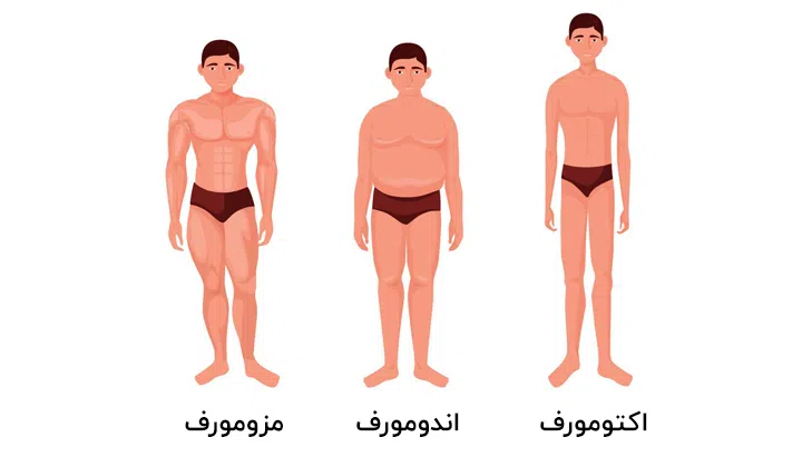 انواع تیپ بدنی در زنان و مردان 1 بررسی تیپ بدنی زنان و مردان بر اساس فیزیک