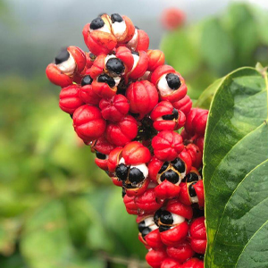 ترکیبات کپسول لاغری ادیوس طلایی چیست و چه کاری می کند؟ 9 Guarana