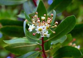 قرص مگنارکس اکسترا پلاس (مگنارکس یا مگناریکس) MagnaRx 11 Catuaba Bark برگ درخت کاتوابا
