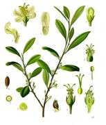 Catuaba plant