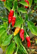 Capsicum species