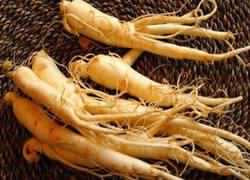 Chinese Ginseng