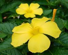 Damiana flower