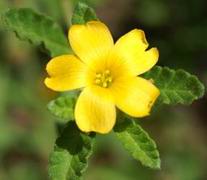 Damiana Turnera diffusa