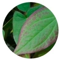 خرید قرص سمنکس Semenax 9 برگ epimedium یا همان علف هرز شاخ بزی