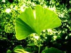ترکیبات قرص وای مکس vimax با عکس و توضیحات کامل وایمکس 19 Ginkgo biloba plant