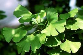 Ginkgo biloba bark