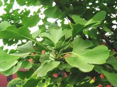 Ginkgo biloba tree پهنا