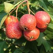 ترکیبات قرص وای مکس vimax با عکس و توضیحات کامل وایمکس 4 Hawthorn fruit