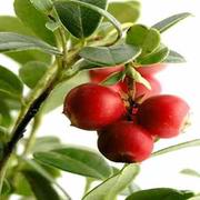 Hawthorn plant
