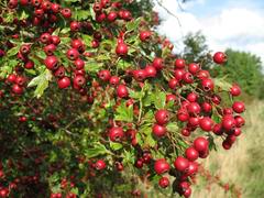 ترکیبات قرص وای مکس vimax با عکس و توضیحات کامل وایمکس 3 Hawthorn