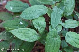 HornyGoat Epimedium sagittatum bark