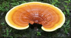 شرح ترکیبات قرص والیوم پیلز Volume Pills و عملکرد آنها 10 Ling Zhi also know as Reishi Mushrooms