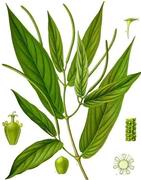 Muira Puama plant