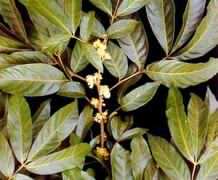 ترکیبات قرص وای مکس vimax با عکس و توضیحات کامل وایمکس 16 Muira Puama Ptychopetalum olacoides
