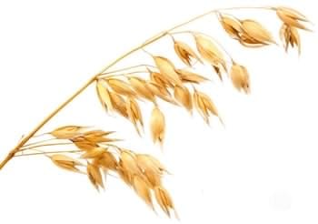 قرص مگنارکس اکسترا پلاس (مگنارکس یا مگناریکس) MagnaRx 7 Oat Straw (grassy stalks) یک نوع از غلات است