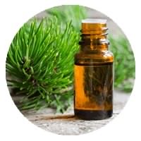 خرید قرص سمنکس Semenax 5 عصاره برگ گیاه pin needle در قرص سمنکس