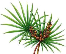 Saw Palmetto