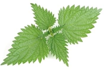قرص مگنارکس اکسترا پلاس (مگنارکس یا مگناریکس) MagnaRx 12 افزایش تستوسترون با ترکیب Stinging Nettle leaf در قرص مگنارکس