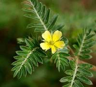 Tribulus plant