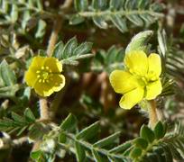 Tribulus flower