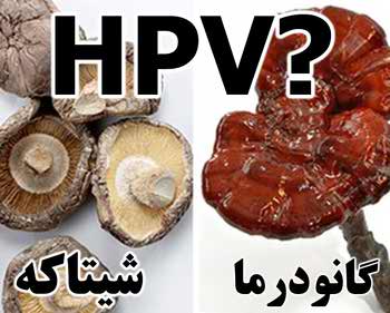 بررسی تفاوت تاثیر قارچ شیتاکه و گانودرما بر HPV