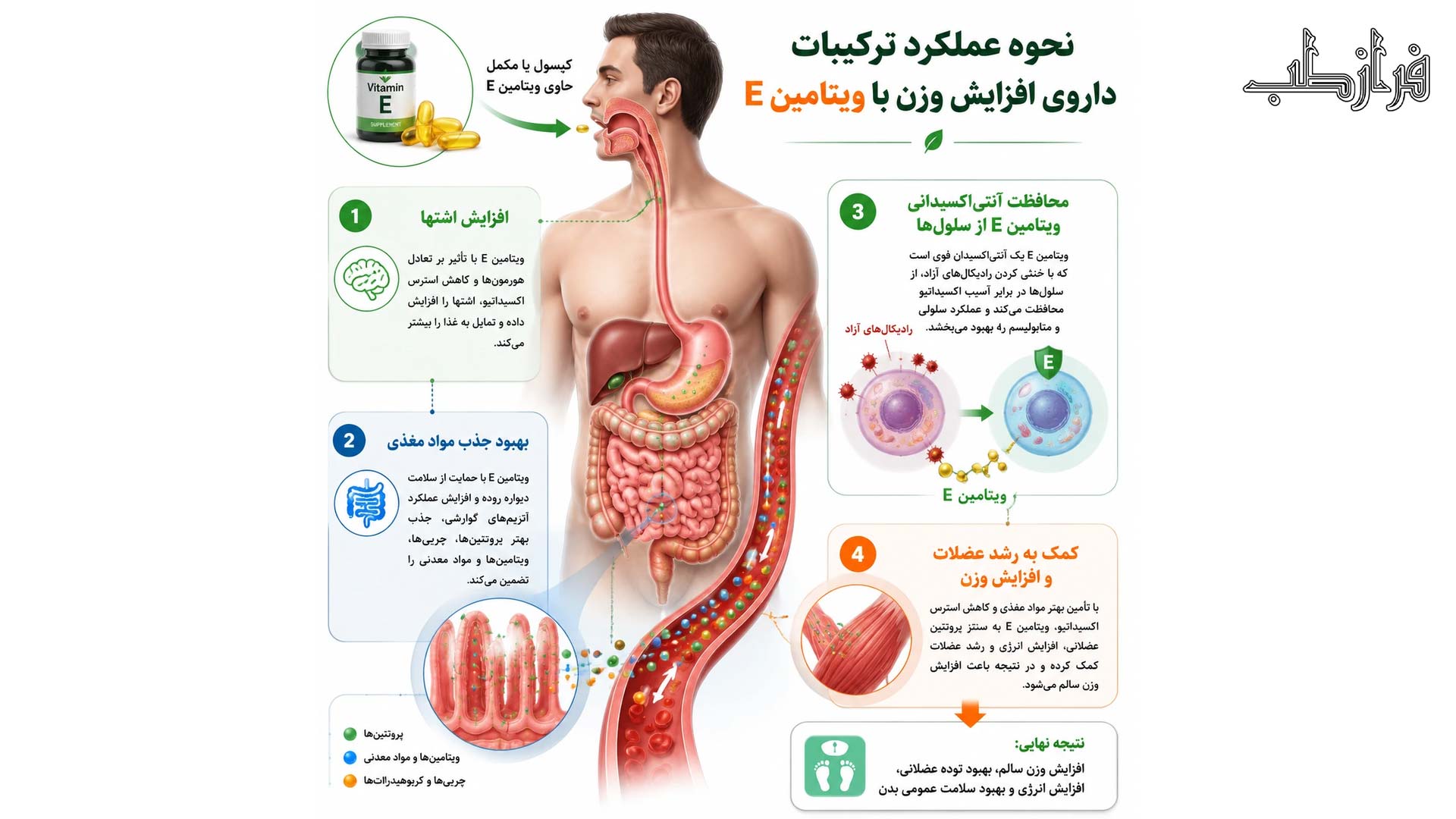 نحوه عملکرد ترکیبات داروی افزایش وزن با ویتامین E