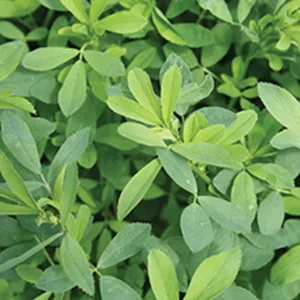 Alfalfa