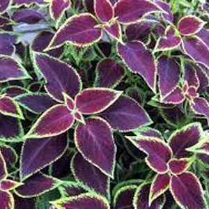 Coleus Scutellarioides