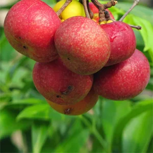 Guttiferae plant