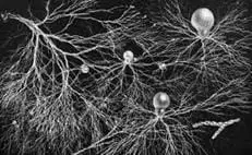 Active Hexose Correlated Complex (AHCC)