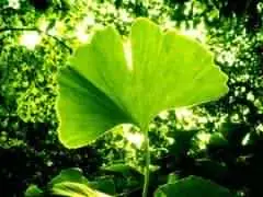 ترکیبات قرص وای مکس vimax با عکس و توضیحات کامل وایمکس 19 Ginkgo biloba plant