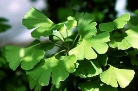 Ginkgo biloba bark