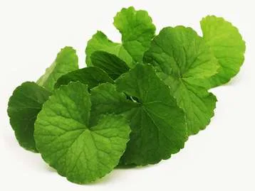 Gotu Kola Extract (leaf)