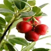 Hawthorn plant
