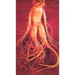 panax ginseng