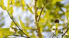San guo mu is an all natural blood pressure regulator