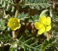 Tribulus flower